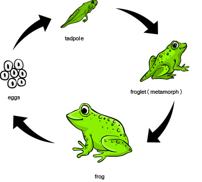Frog Life Cycle - Let's Learn!